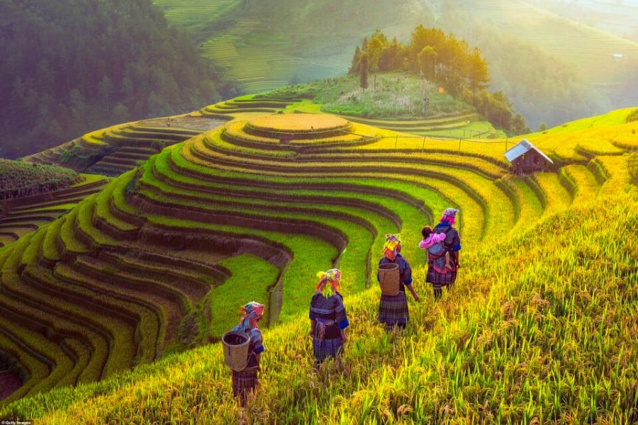 Hmong farmers walking through golden rice terraces in Mu Cang Chai – Auasia Travel